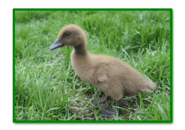 PATO KHAKI CAMPBELL PEQUEÑO