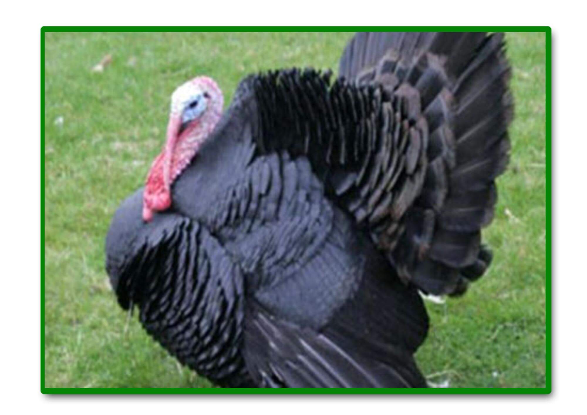 PAVO NEGRO La Dehesa De Lema PAVO NEGRO La Dehesa De Lema