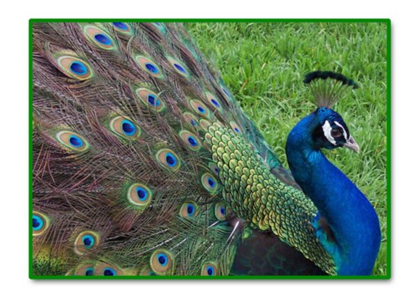 PAVO REAL MACHO