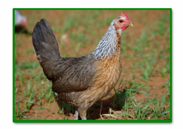 GALLINA AMERICANA