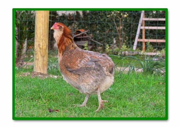 GALLINA ARAUCANA HIBRIDA