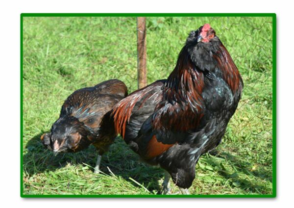 GALLINA ARAUCANA PURA