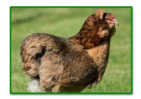 GALLINA ARAUCANA PURA - Imagen 2