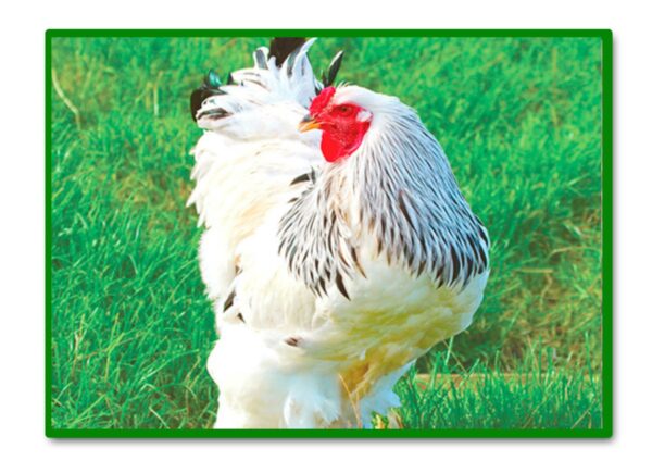 GALLINA BRAHMA - Imagen 2