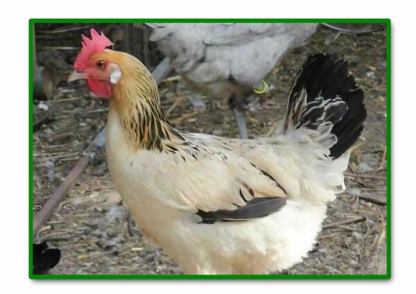 GALLINA ANDALUZA SUREÑA MORUCHA