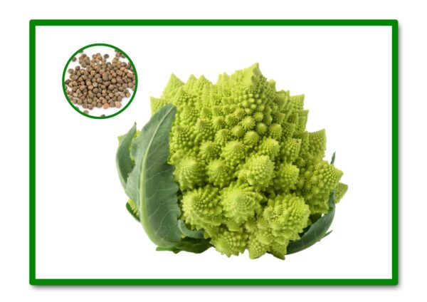 SEMILLAS BROCULI ROMANESCO NATALINO