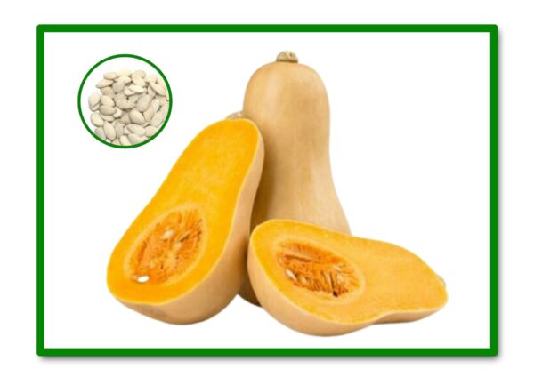 SEMILLAS CALABAZA ANQUITO-BUTTERNUT