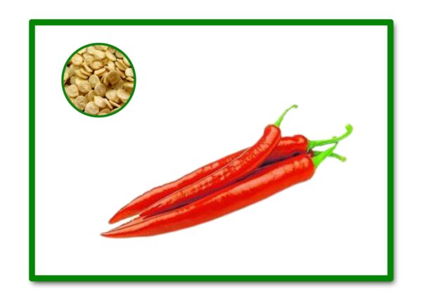 SEMILLAS PIMIENTO GUINDILLA DE CAYENNE