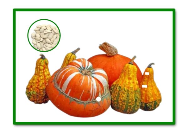 SEMILLAS CALABAZA ADORNO VARIADAS