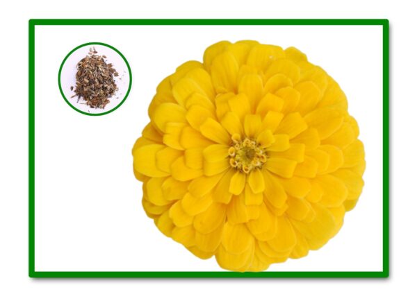 SEMILLAS ZINNIA GIGANTE FLOR DALIA VARIADA