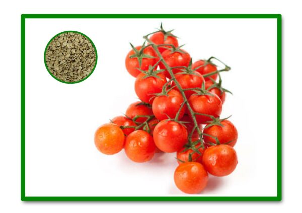 SEMILLAS TOMATE CHERRY MINI BELL