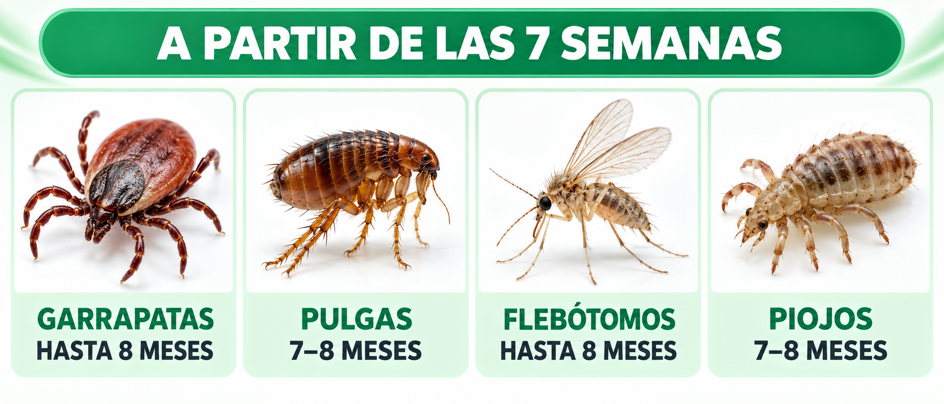 Protección del collar Seresto contra garrapatas, pulgas, flebótomos y piojos