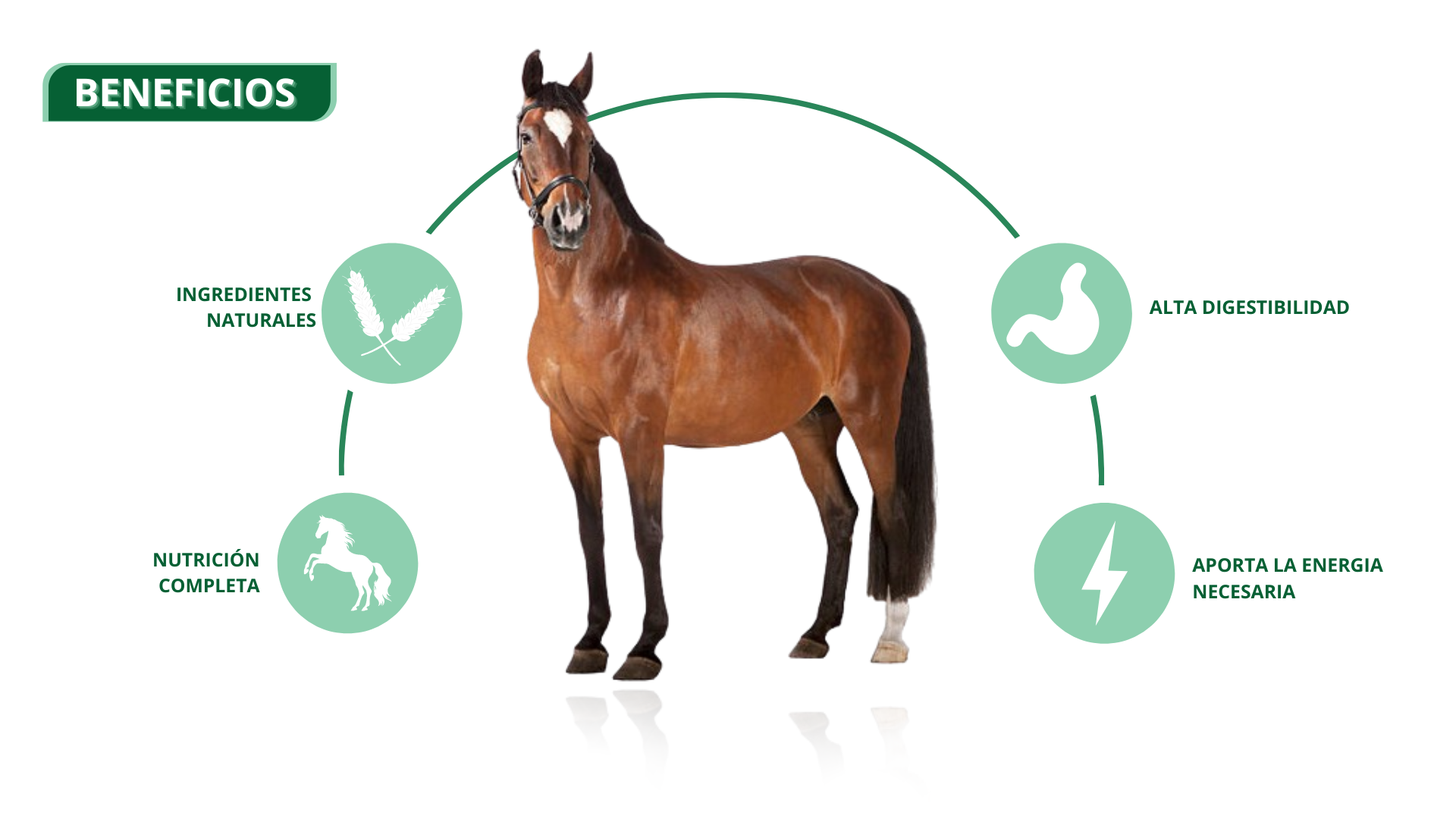 eag1506-caballos-y-yeguas-1