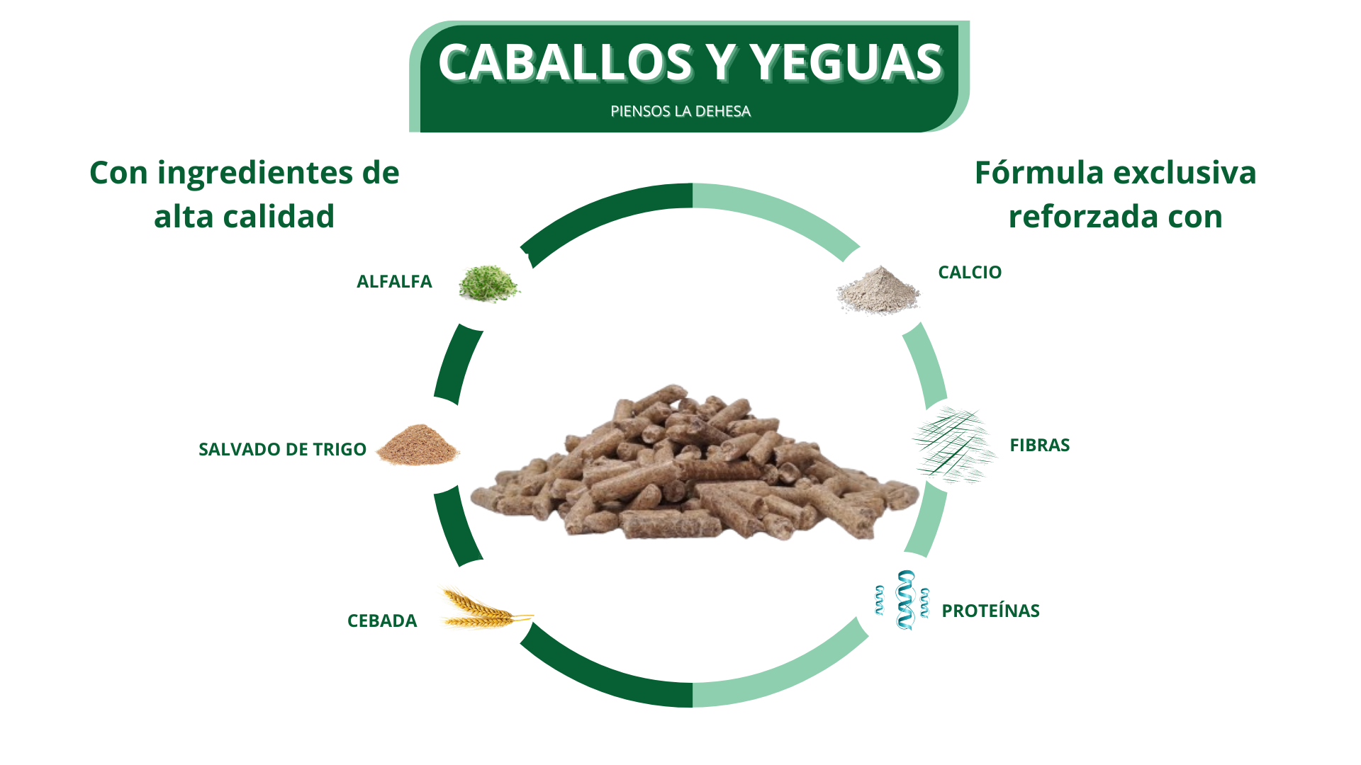 eag1506-caballos-y-yeguas-3