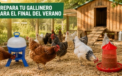 Cómo preparar el gallinero para el final del verano