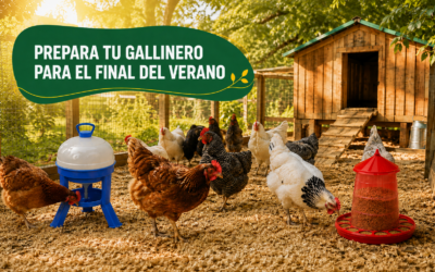 Cómo preparar el gallinero para el final del verano