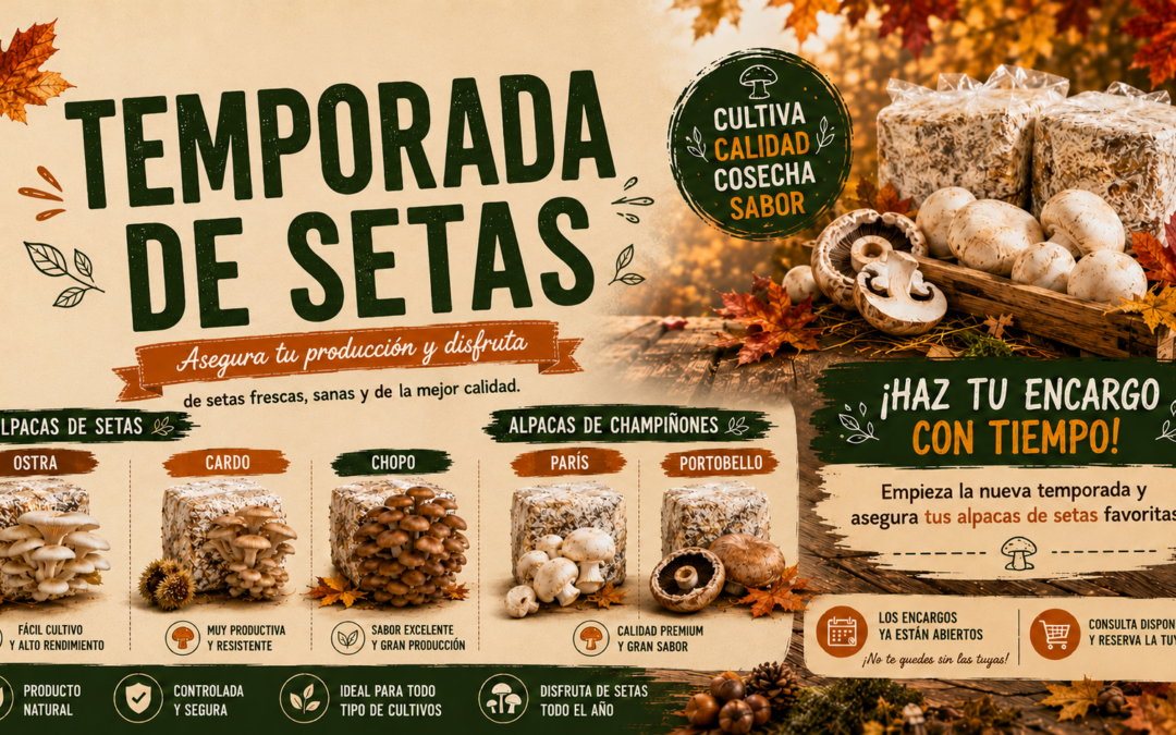 setas de cultivo y champiñones