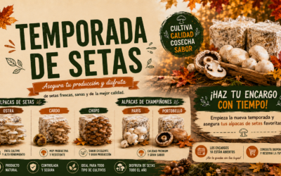 Setas de cultivo y champiñones: beneficios y curiosidades