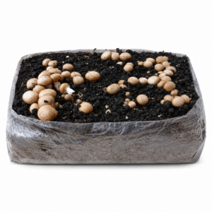 Kit autocultivo Champiñón Portobello.